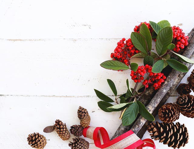 piante per la casa; bacche; bacche rosse; piante; natale; casa.