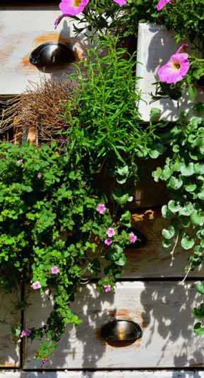 piante da balcone primaverili