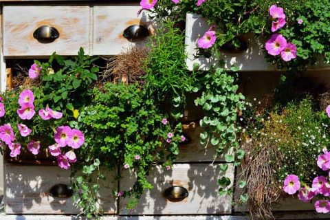 piante da balcone primaverili